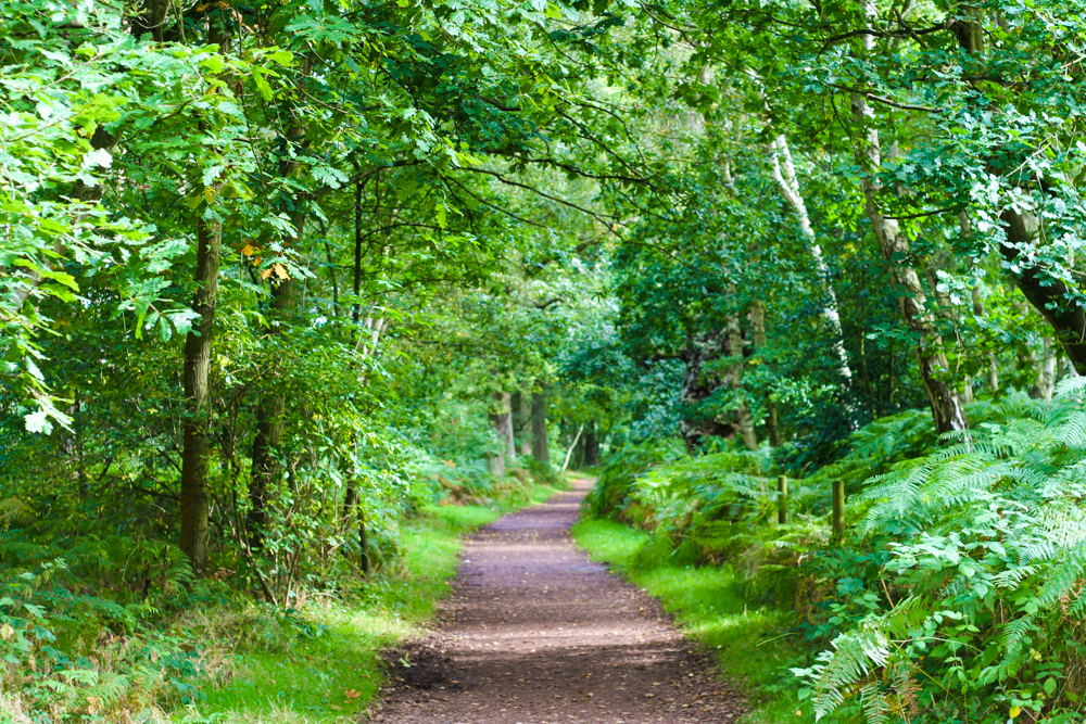 Sherwood Forest Path surrounded by lush green forest