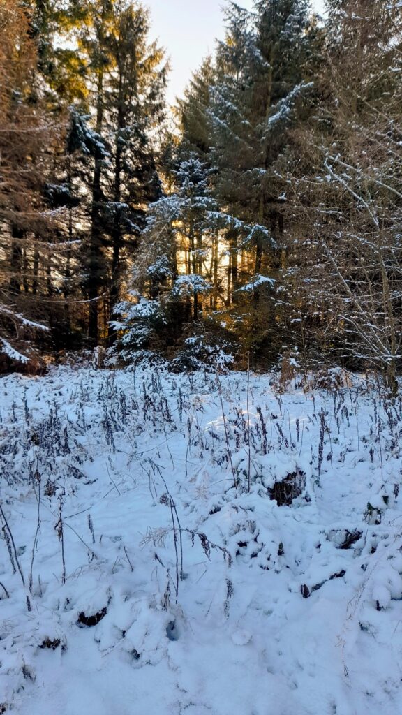 Snow on the ground, sun through the trees | Photo by H Fenoughty