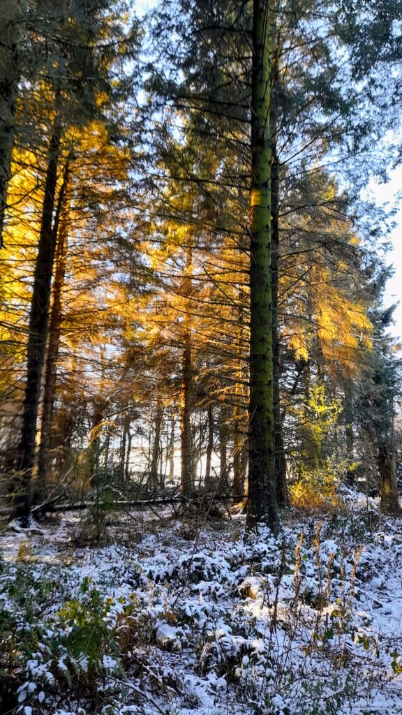 Sunlight through the conifers, snow on the ground | Photo by H Fenoughty