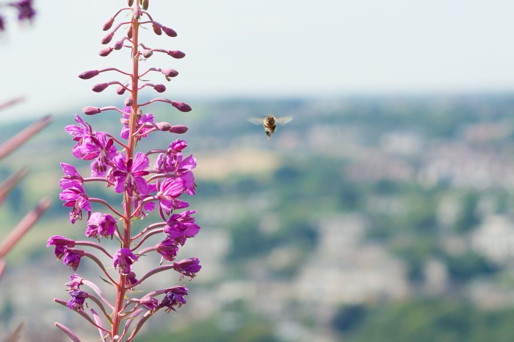 A bee in flight next to a pink wildflower