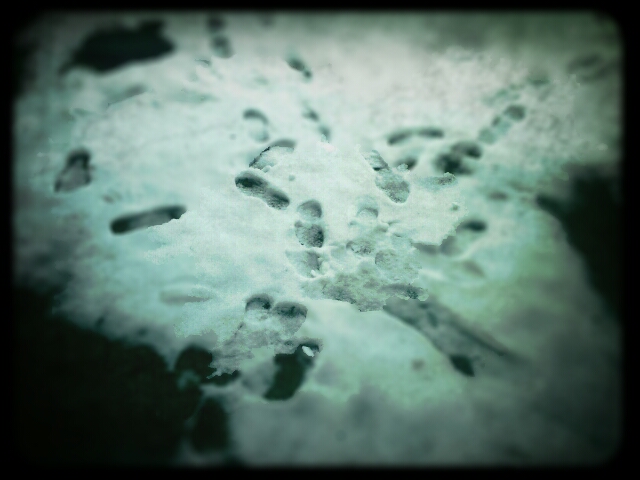 Footsteps in Snow
