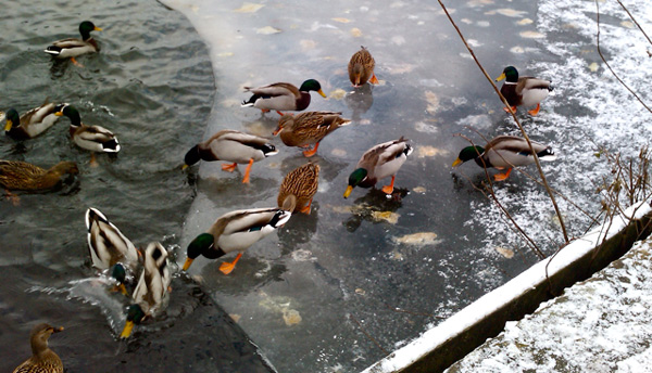 Ducks on Ice